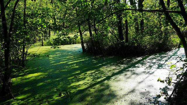 Camargue Natuur